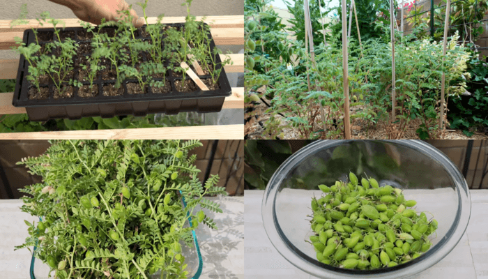 How To Grow Chickpeas In Your Garden