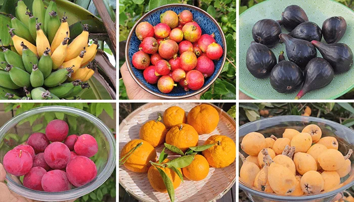 Best Fruit To Grow In Your Garden