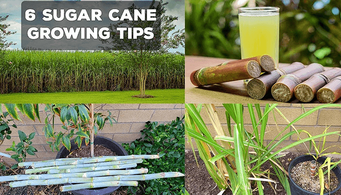 How To Planting, Growing And Harvesting Sugarcane